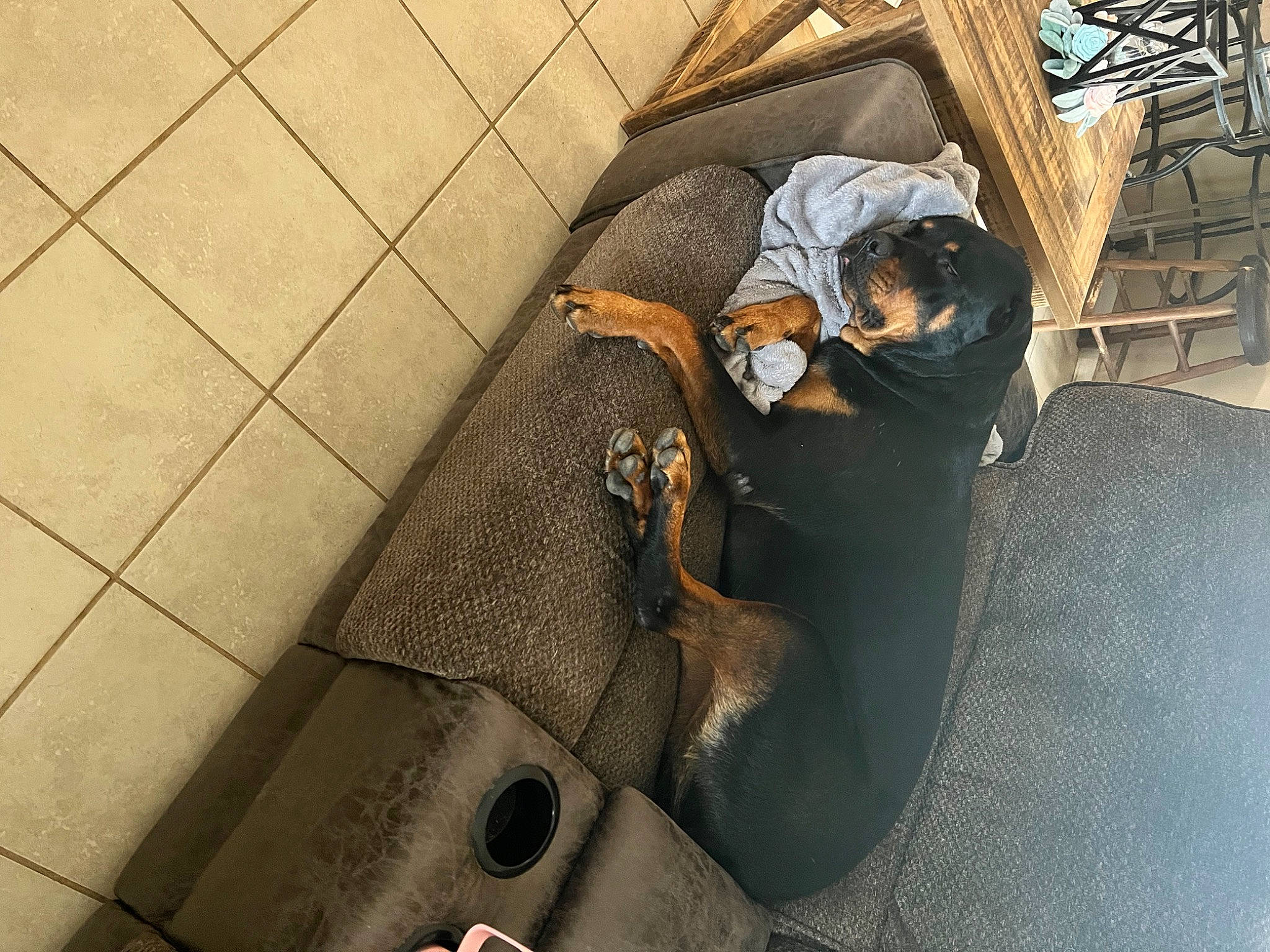 Cindy joined the competition — help win amazing prizes! bag, chair, comfort, companion_dog, fawn, felidae, floor, flooring, fur, grey, hardwood, human_leg, linens, luggage_and_bags, metal, personal_protective_equipment, shadow, sitting, tints_and_shades, wood