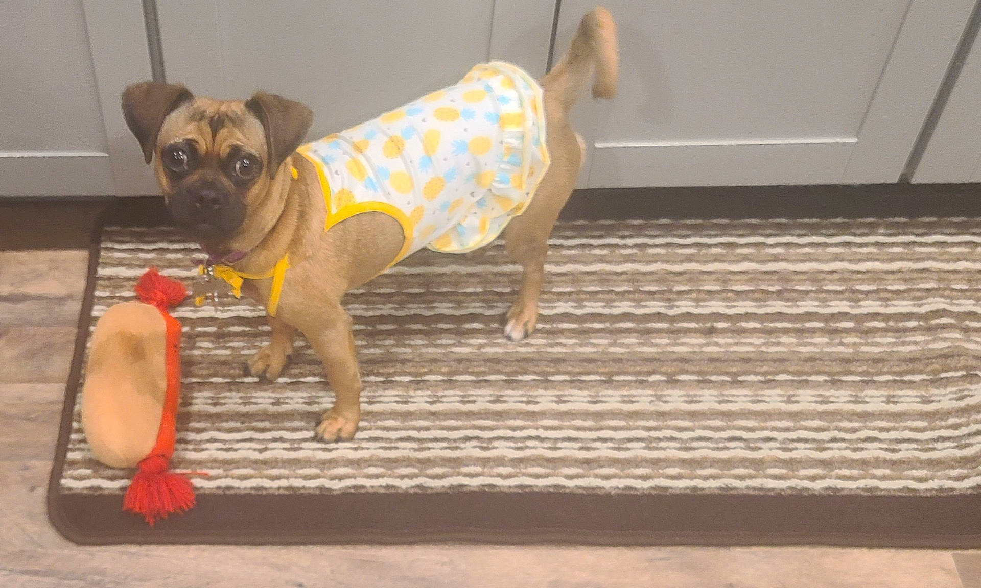alert, animal, brown_dog, cabinet, clothing, companion, cute, dog, dress, floor, indoor, kitchen, pet, pineapple_pattern, plush, rug, small_dog, standing, striped_rug, toy