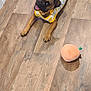 animal, brown_dog, clothing, cute, dog, ears, floor, happy, indoor, looking_up, pet, pineapple_pattern, playful, plush_toy, puppy, shirt, tail, tongue_out, toy, wooden_floor
