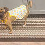 Nova Serna joined the competition — help win amazing prizes! dog, small_dog, pet, puppy, animal, indoor, rug, toy, plush_toy, dress, clothing, pineapple_pattern, brown_dog, alert, looking_up, floor, kitchen, cute, domestic_animal, companion