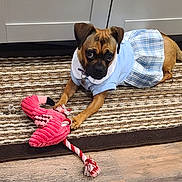 Nova Serna joined the competition — help win amazing prizes! animal, brown_dog, carpet, clothing, cute, dog, dress, flamingo, floor, home, indoor, looking_up, paws, pet, playful, plush_toy, resting, small_dog, striped_rug, toy