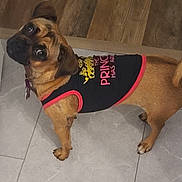 Nova Serna joined the competition — help win amazing prizes! animal, black_shirt, brown_dog, canine, clothing, collar, curled_tail, dog, ears, expression, floor_tile, four_legs, house, indoor, looking_back, pet, pink_trim, small_dog, standing, wood_floor