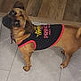 animal, black_shirt, brown_dog, canine, clothing, collar, curled_tail, dog, ears, expression, floor_tile, four_legs, house, indoor, looking_back, pet, pink_trim, small_dog, standing, wood_floor
