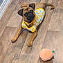 animal, brown_dog, clothing, collar, cute, dog, domestic_animal, floor, indoor, looking_up, lying_down, pet, pet_toy, pineapple_pattern, playful, plush_toy, puppy, small_dog, toy, wooden_floor