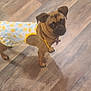 Nova Serna is registered to the contest to win money with this photo: dog, small_dog, puppy, brown_dog, clothing, dress, pineapple_pattern, floor, wooden_floor, pet, animal, looking_up, indoor, cute, adorable, standing, tail, ears, collar, pet_accessory