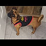 dog, pet, shirt, indoor, tile_floor, wood_floor, curled_tail, brown_dog, looking_up, canine, small_dog, curious, companion, domestic_animal, flooring, cute, attentive, animal_clothing, standing, house