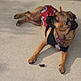 animal, black_outfit, brown_fur, canine, collar, companion, concrete, dog, lying_down, outdoor, paw, pet, red_bandana, relaxed, shadow, short_hair, small_dog, summer, sunlight, tag