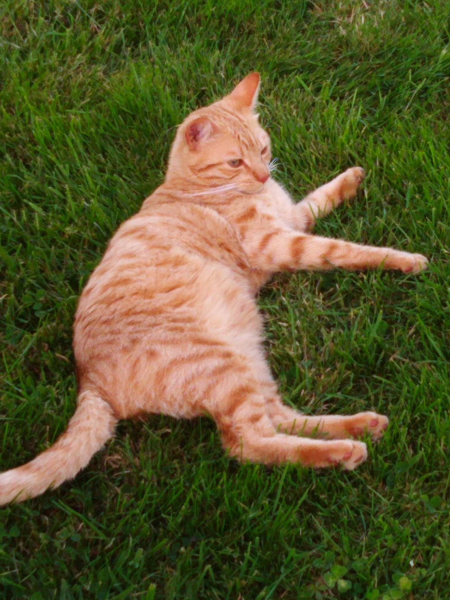 Pablo a rejoint le concours — aidez-le/la à gagner de superbes lots ! art, carnivore, cat, claw, domestic_short_haired_cat, fawn, felidae, fur, grass, groundcover, paw, photo_caption, plant, sitting, small_to_medium_sized_cats, snout, tail, terrestrial_animal, whiskers, wildlife