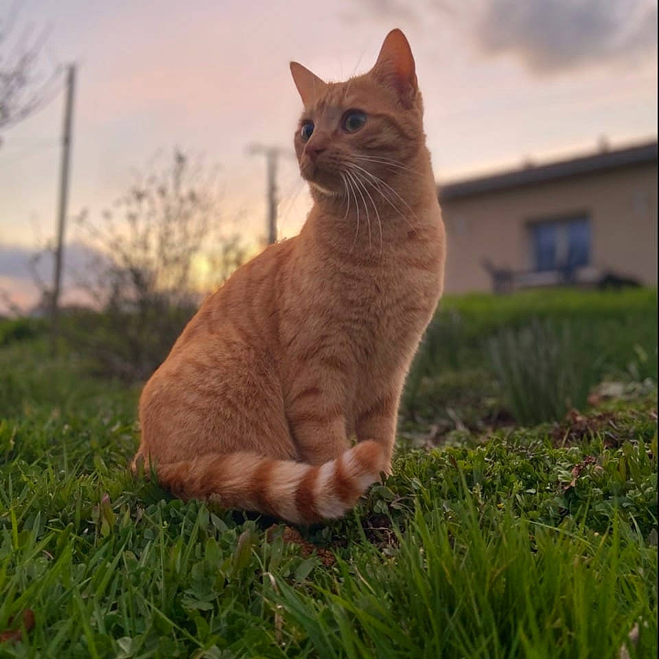 Pablo participe au concours pour gagner de l'argent avec cette photo : carnivore, cat, cloud, domestic_short_haired_cat, eye, fawn, felidae, fur, grass, grassland, plant, sky, small_to_medium_sized_cats, snout, tail, terrestrial_animal, tree, whiskers, wildlife, wood