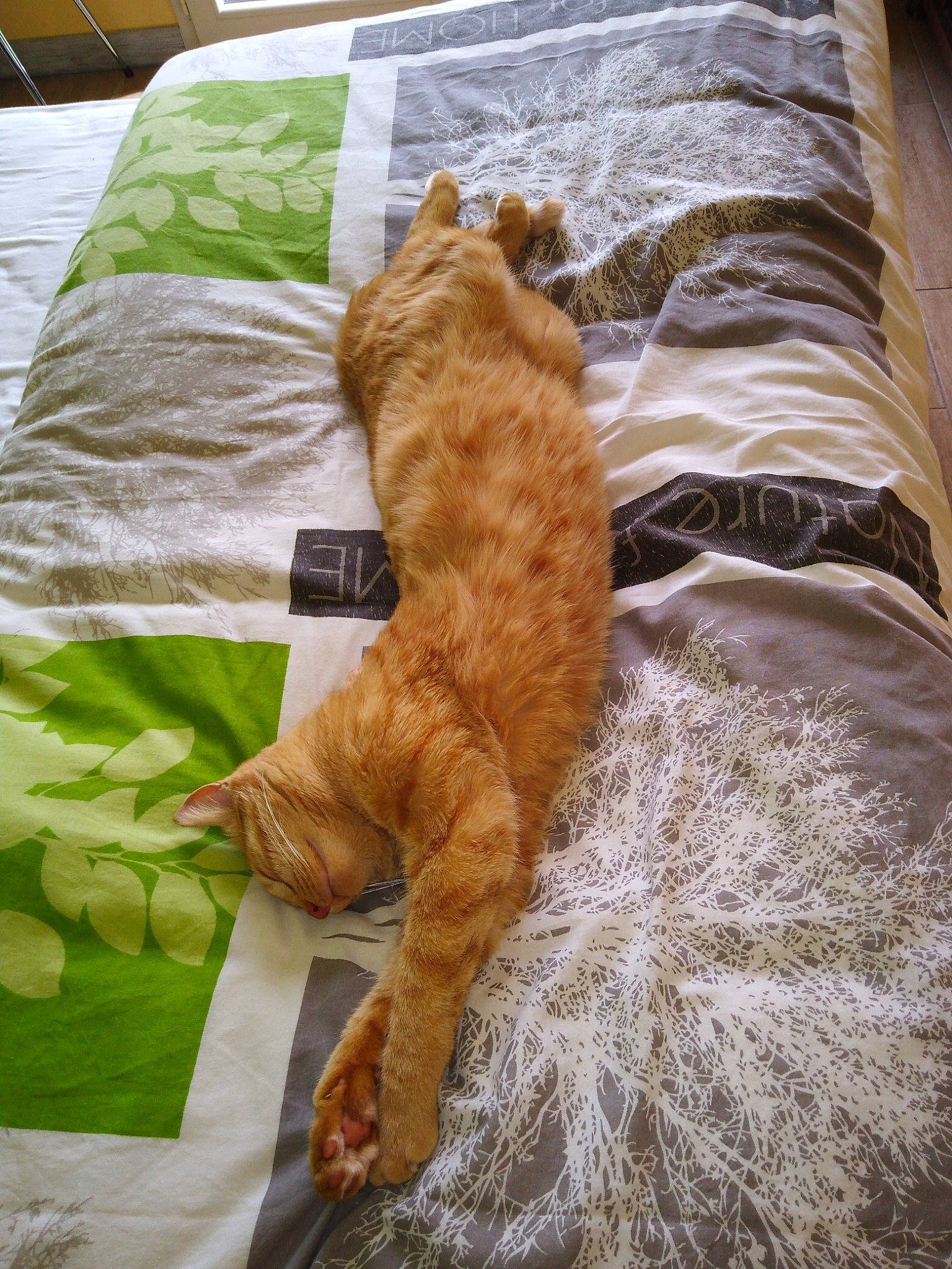Pablo participe au concours pour gagner de l'argent avec cette photo : bed, bed_sheet, bedding, carnivore, cat, comfort, domestic_short_haired_cat, duvet, fawn, felidae, fur, grass, linens, nap, pattern, room, small_to_medium_sized_cats, tail, textile, whiskers