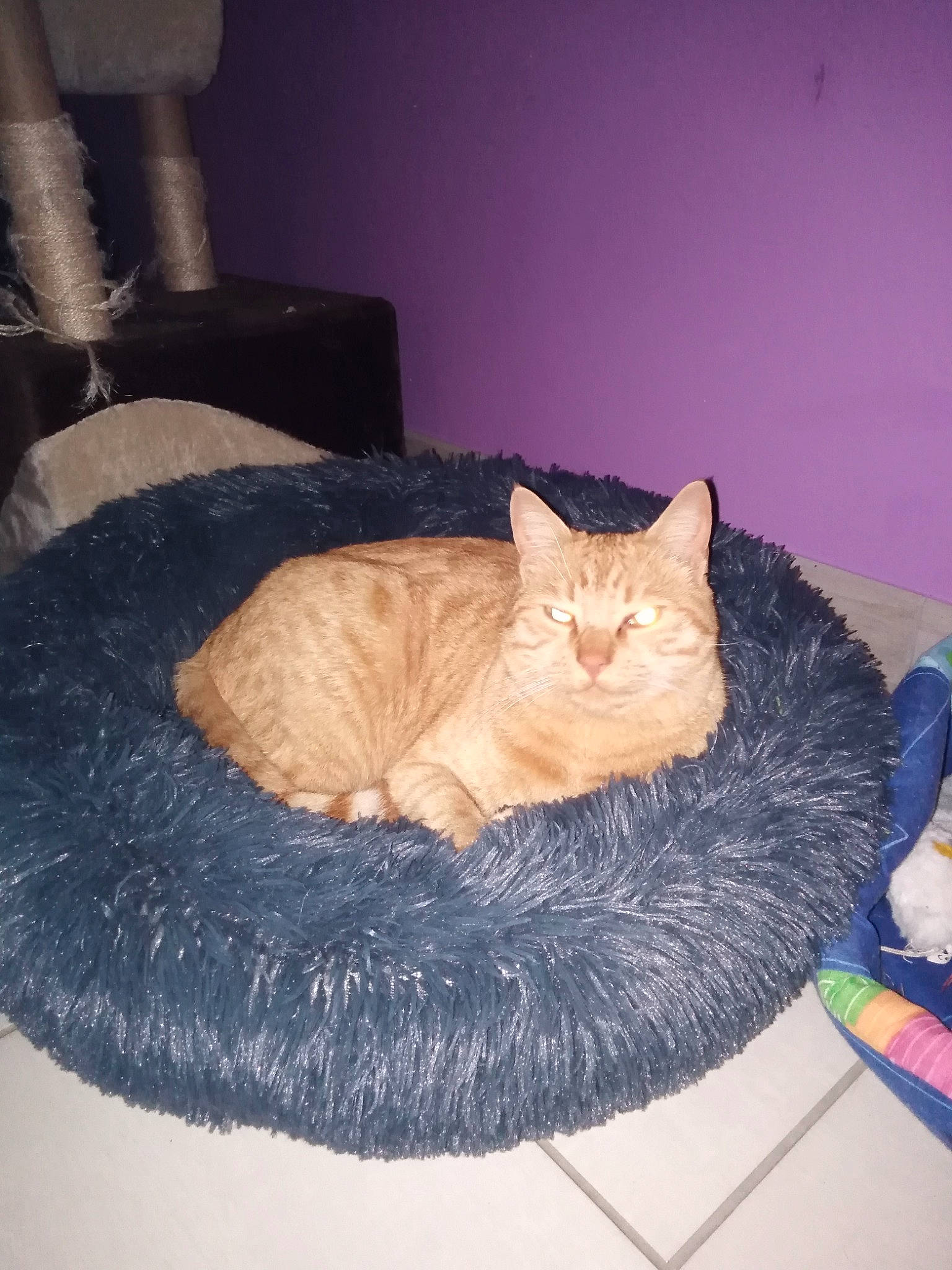 Pablo a rejoint le concours — aidez-le/la à gagner de superbes lots ! bed, black_cat, carnivore, cat, cat_bed, cat_supply, comfort, domestic_short_haired_cat, fawn, felidae, fur, hardwood, linens, nap, room, small_to_medium_sized_cats, snout, tail, whiskers, wood