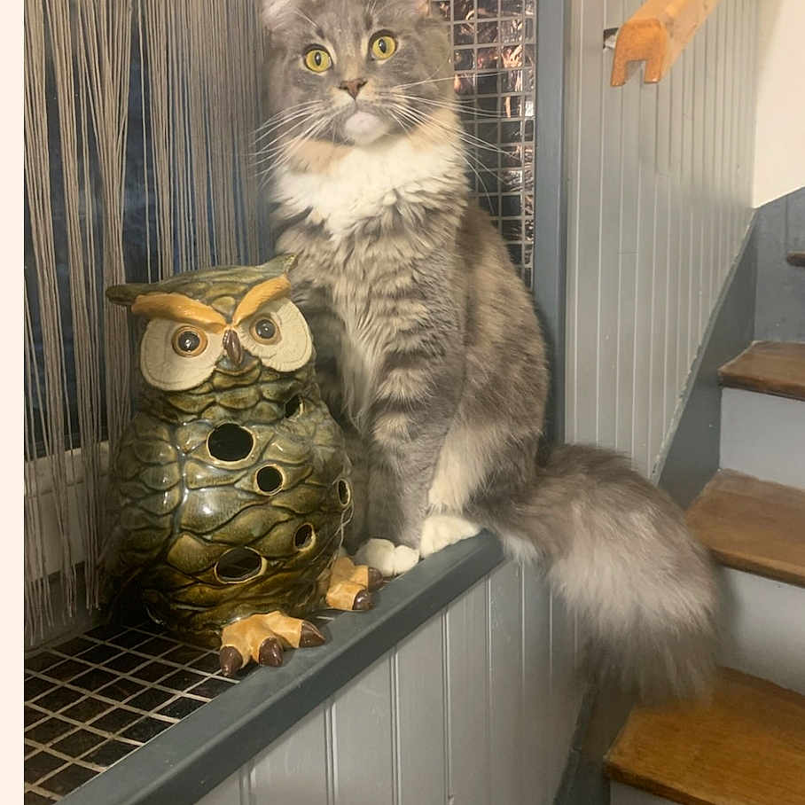 Vénus participe au concours pour gagner de l'argent avec cette photo : animal, architecture, bird, building, cat, handrail, house, housing, indoors, interiordesign, jar, kitten, pet, plant, pottedplant, pottery, staircase, window, windowsill, wood