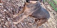 Sandy is registered to the contest to win money with this photo: dog, outdoor, yard, grass, leaves, pine_needles, collar, pet, animal, suburban, tree, plant, road, purple_planter, earth, nature, canine, fur, side_view, alert