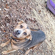 Sandy is registered to the contest to win money with this photo: dog, animal, outdoor, grass, dirt, leaves, wheelbarrow, pet, canine, collar, earth, nature, brown, black, fur, looking_up, ground, playful, curious, daylight