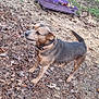 Sandy is registered to the contest to win money with this photo: dog, canine, outdoor, grass, leaves, pine_needles, dirt, garden, planter, purple, tail, collar, nature, pet, animal, earth, tree, shrub, yard, road