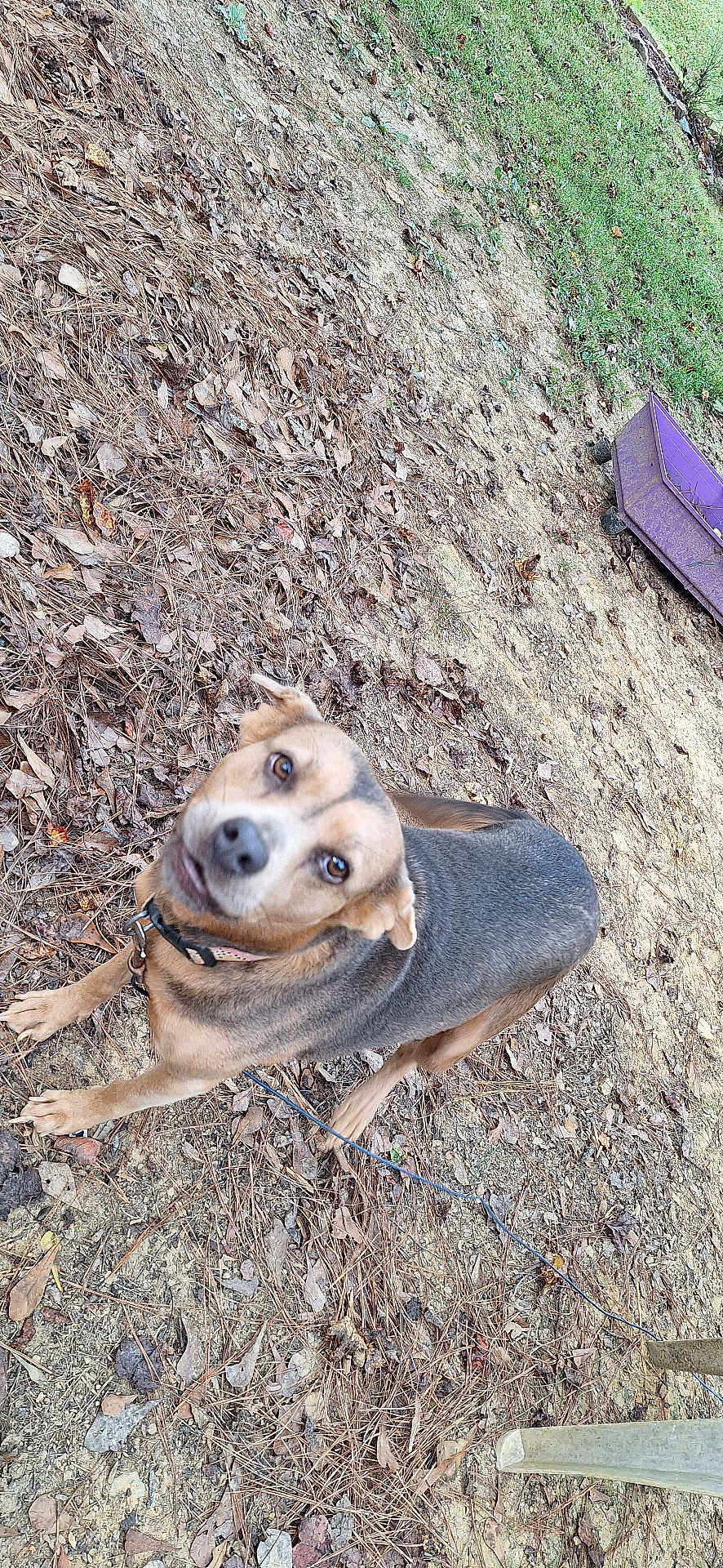Sandy joined the competition — help win amazing prizes! dog, animal, outdoor, grass, dirt, leaves, wheelbarrow, pet, canine, collar, earth, nature, brown, black, fur, looking_up, ground, playful, curious, daylight