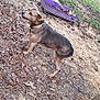 Sandy joined the competition — help win amazing prizes! dog, outdoor, yard, grass, leaves, dirt, garden, container, tool, brown, animal, pet, collar, alert, nature, fence, tree, plant, daylight, canine