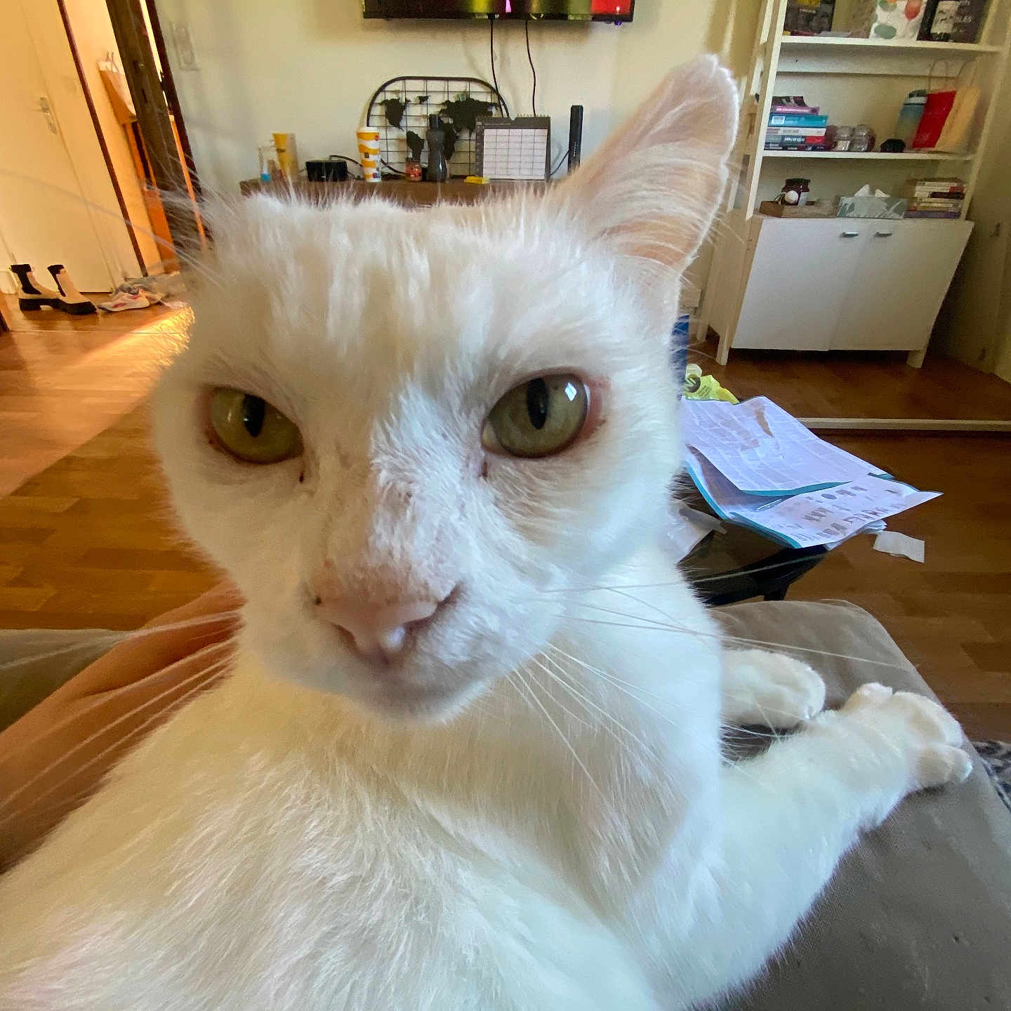 Didi a rejoint le concours — aidez-le/la à gagner de superbes lots ! adult, animal, architecture, building, cat, computerhardware, electronics, furniture, hardware, hardwood, indoors, interiordesign, livingroom, male, man, person, pet, room, shelf, wood