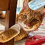 cat, orange_tabby, paw, wooden_chair, tablecloth, floral_pattern, indoor, pet, curious, closeup, whiskers, ears, feline, animal, cute, domestic_cat, fur, playful, looking, resting