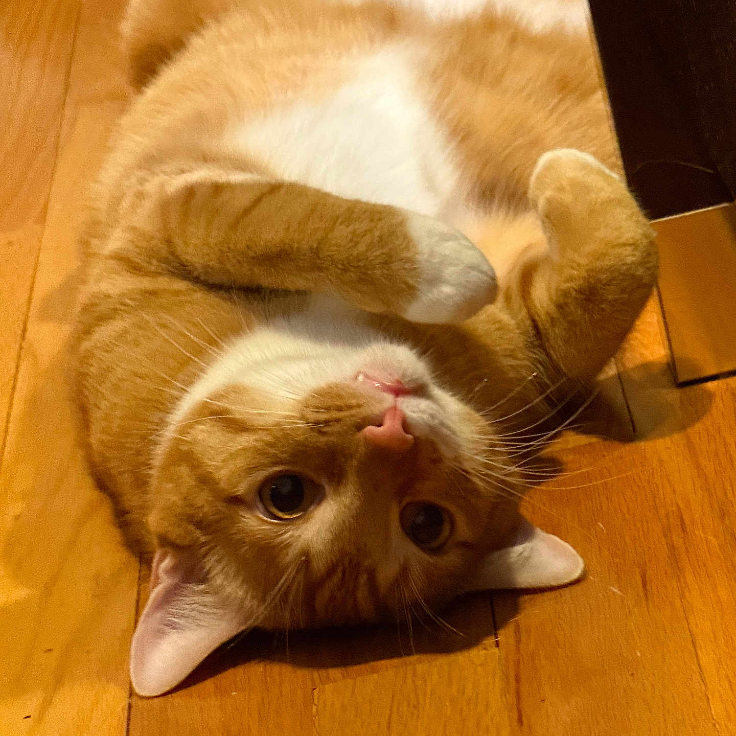 Simba is registered to the contest to win money with this photo: adorable, animal, cat, close_up, curious, cute, domestic_animal, feline, fur, indoor, lying_down, mammal, orange_cat, paws, pet, playful, relaxed, whiskers, white_fur, wooden_floor