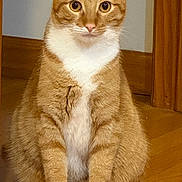 Simba joined the competition — help win amazing prizes! cat, orange_tabby, white_paws, white_chest, sitting, wooden_floor, indoor, pet, feline, curious_eyes, ears_up, portrait, animal, domestic_cat, whiskers, fur, close_up, looking_at_camera, quiet, calm