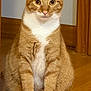 cat, orange_tabby, white_paws, white_chest, sitting, wooden_floor, indoor, pet, feline, curious_eyes, ears_up, portrait, animal, domestic_cat, whiskers, fur, close_up, looking_at_camera, quiet, calm