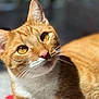 cat, orange_tabby, close_up, whiskers, pink_nose, golden_eyes, sunlight, pet, animal, feline, cute, fur, portrait, indoor, domestic_cat, relaxed, ears, face, mammal, looking_up