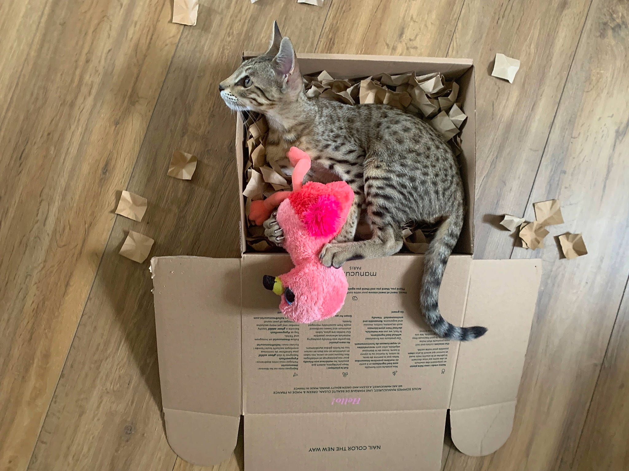 Sango a rejoint le concours — aidez-le/la à gagner de superbes lots ! art, carnivore, cat, creative_arts, domestic_short_haired_cat, felidae, fur, hardwood, magenta, metal, pattern, pet_supply, room, sculpture, small_to_medium_sized_cats, tail, toy, visual_arts, whiskers, wood