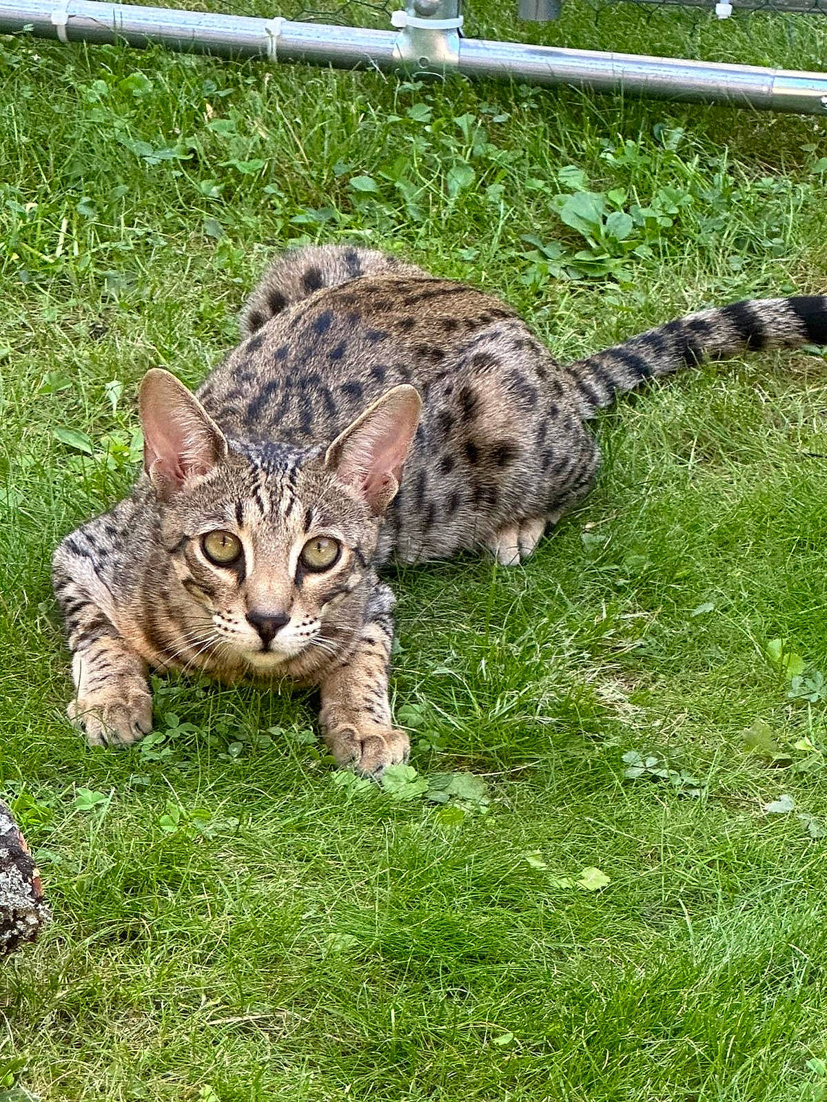 Sango participe au concours pour gagner de l'argent avec cette photo : carnivore, cat, claw, felidae, fur, grass, grassland, groundcover, lynx, ocelot, small_to_medium_sized_cats, snout, tail, terrestrial_animal, whiskers, wildlife