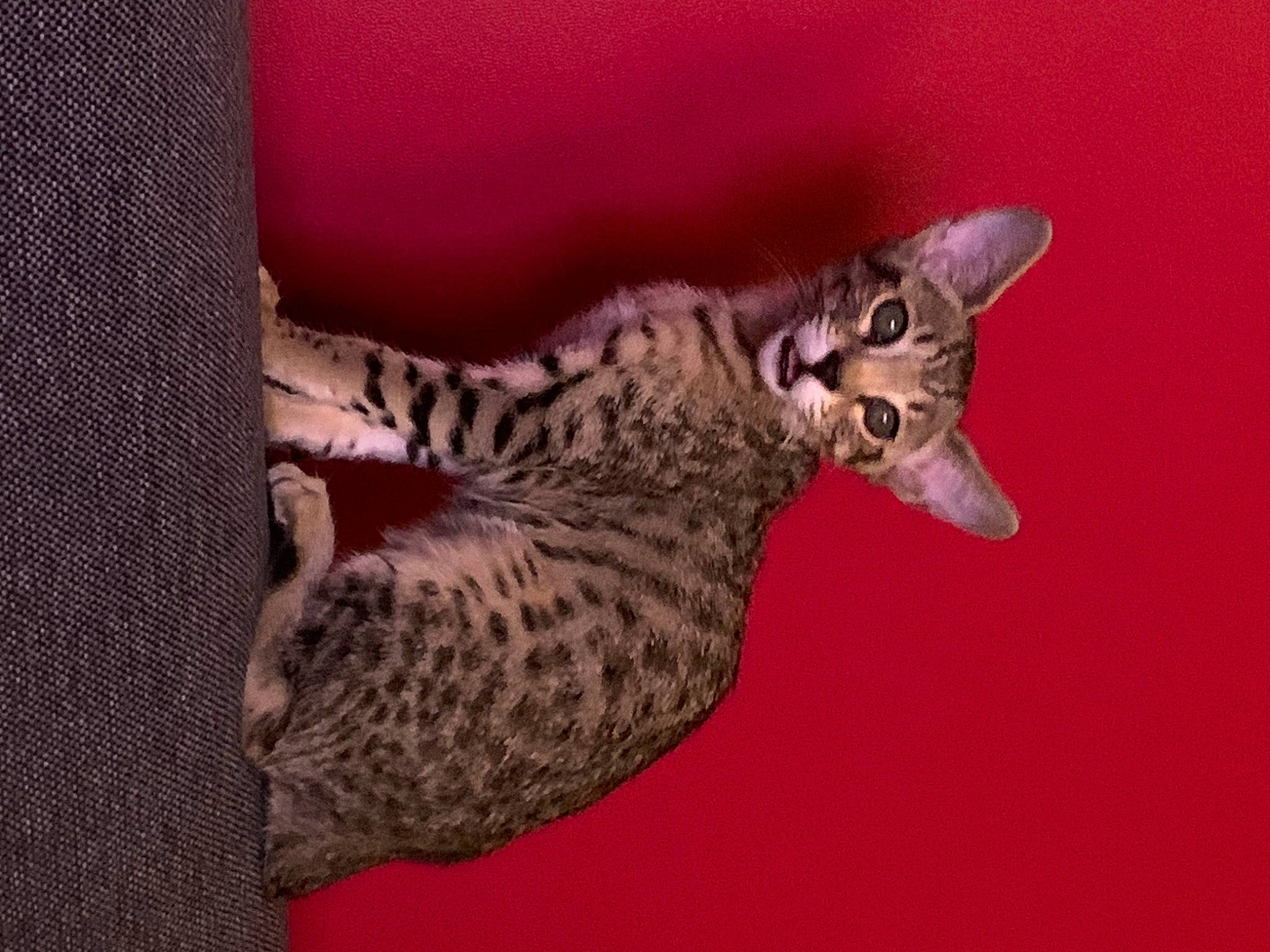 Sango participe au concours pour gagner de l'argent avec cette photo : carnivore, cat, cat_supply, claw, domestic_short_haired_cat, felidae, fur, sculpture, small_to_medium_sized_cats, snout, tail, terrestrial_animal, whiskers, wildlife