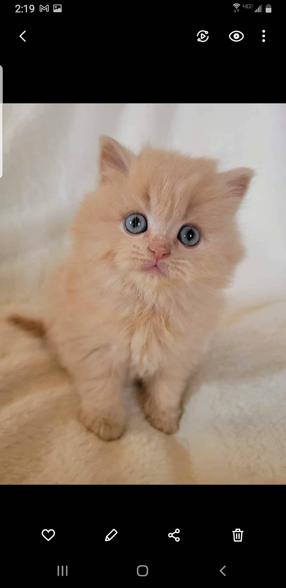 Chowder joined the competition — help win amazing prizes! british_longhair, carnivore, cat, claw, fawn, felidae, flooring, fur, paw, persian, photo_caption, small_to_medium_sized_cats, snout, terrestrial_animal, whiskers, wood