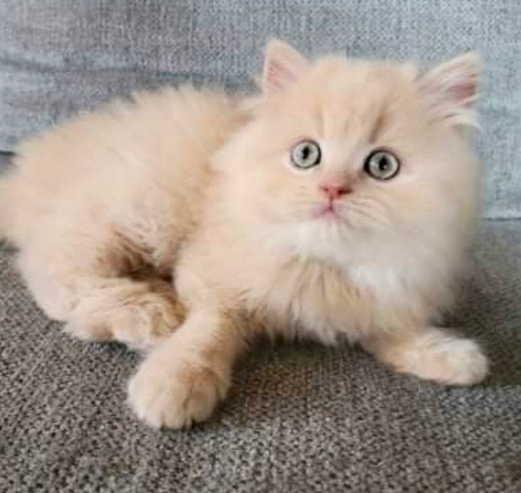 Chowder joined the competition — help win amazing prizes! british_longhair, carnivore, cat, fawn, felidae, fur, iris, paw, persian, sitting, small_to_medium_sized_cats, snout, tail, terrestrial_animal, whiskers