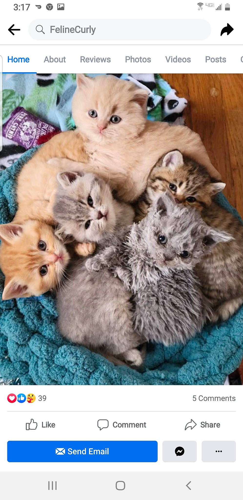 Chowder is registered to the contest to win money with this photo: carnivore, cat, claw, comfort, domestic_short_haired_cat, fawn, felidae, fur, groundcover, mammal, nap, pattern, paw, photo_caption, rectangle, small_to_medium_sized_cats, snout, toy, vertebrate, whiskers