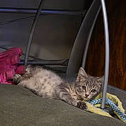 Tigar is registered to the contest to win money with this photo: kitten, cat, gray_tabby, pet, indoor, furniture, metal_frame, fabric, curious, lying_down, young_cat, animal, cute, playful, whiskers, ears, eyes, soft_fur, resting, closeup