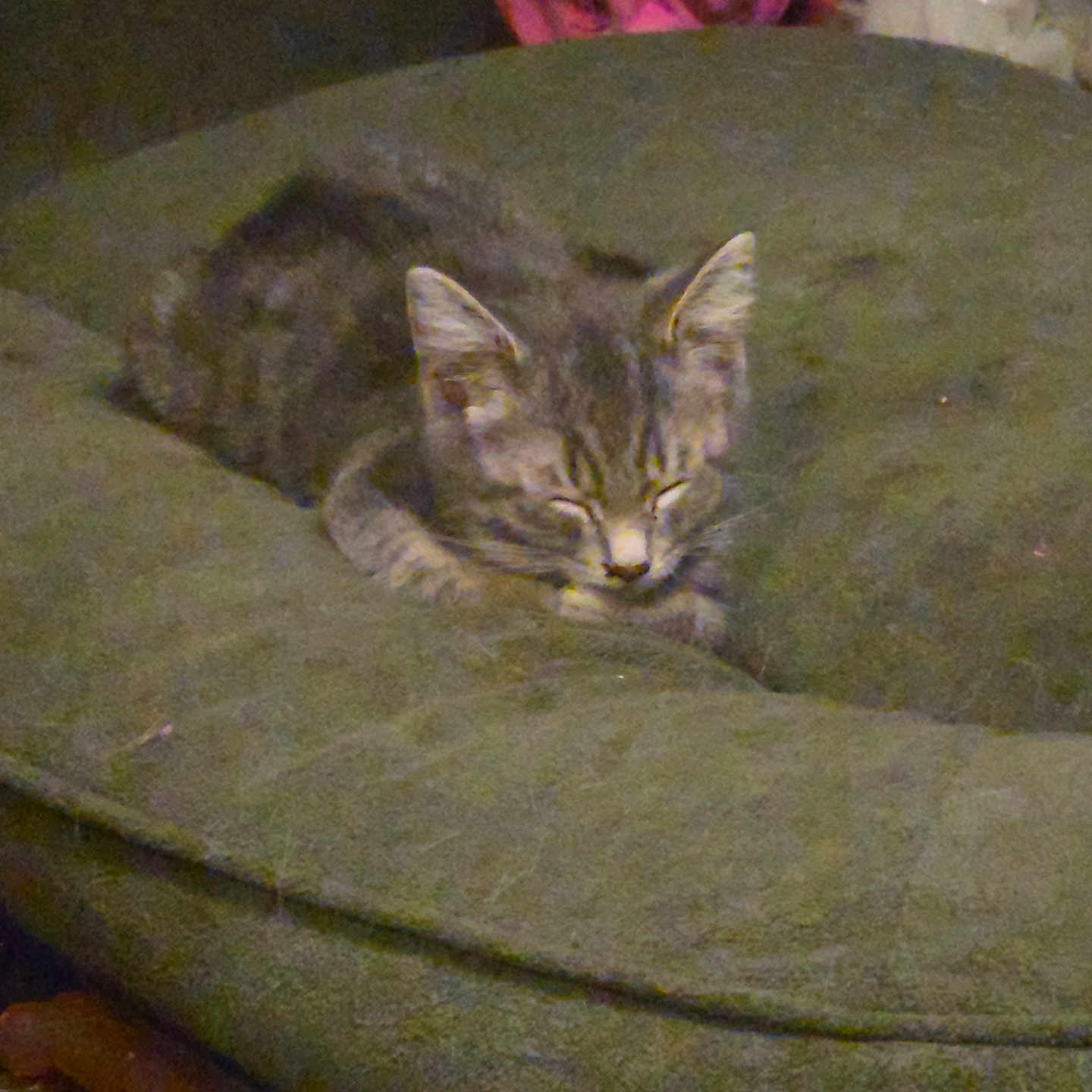 Tigar joined the competition — help win amazing prizes! animal, blurred_background, cat, cozy, cushion, cute, domestic, fur, furniture, home, indoor, kitten, pet, relaxing, resting, sleeping, small, soft, tabby, young