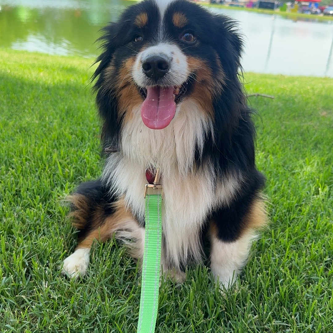 Oakley River joined the competition — help win amazing prizes! animal, canine, collar, daytime, dog, fur, grass, happy, leash, nature, outdoor, park, pet, pond, sitting, sunny, tongue_out, trees, tricolor, water