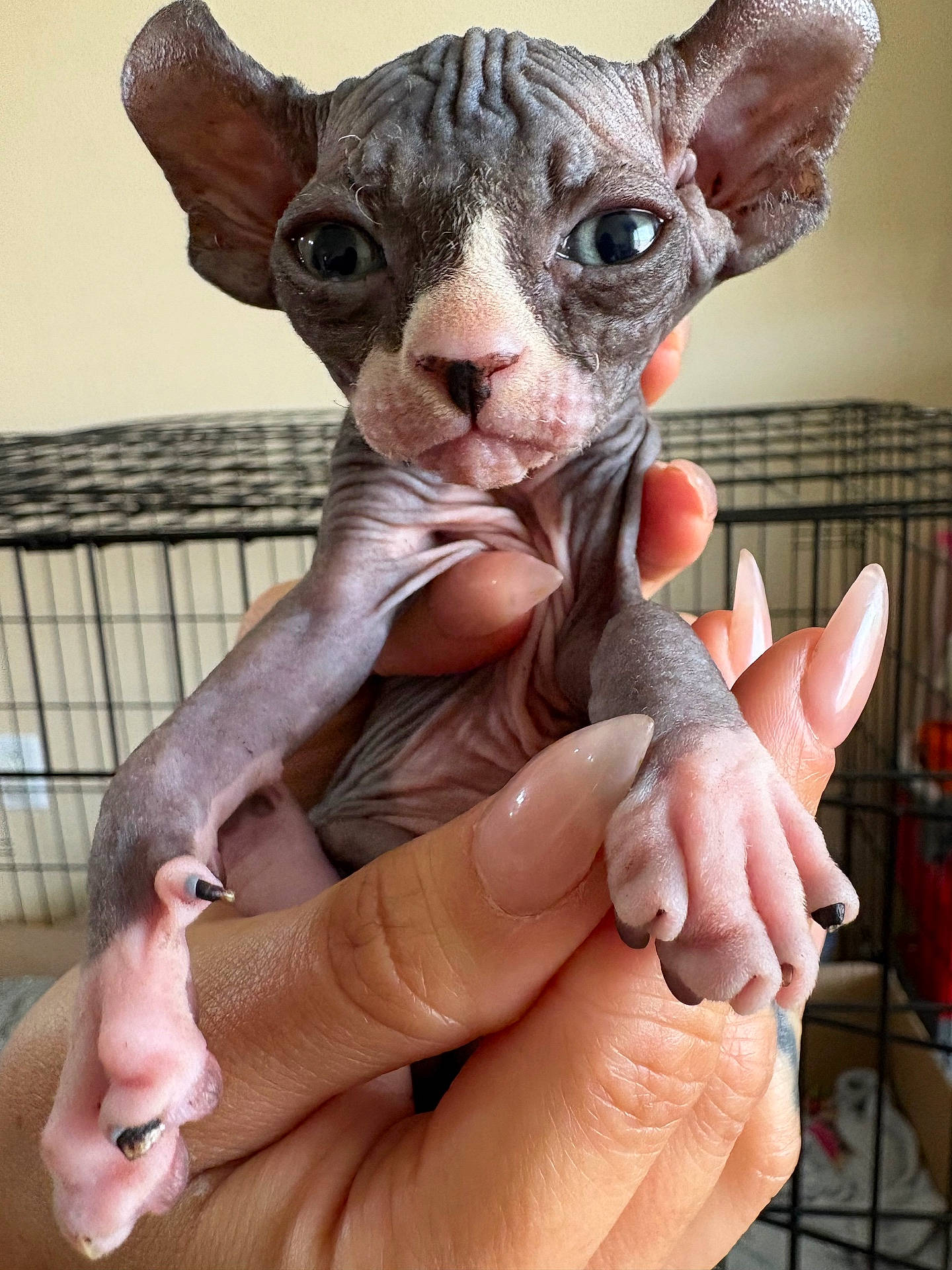 Suki joined the competition — help win amazing prizes! animal, cage, close_up, cute, domestic_cat, ears, fingers, hairless_cat, hand, holding, indoor, kitten, manicured_nails, pet, pink_skin, portrait, small_paws, sphynx_kitten, wrinkled_skin, young_cat
