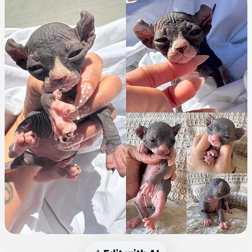 Suki is registered to the contest to win money with this photo: kitten, hairless_cat, newborn, baby_animal, pet, hand, skin, wrinkles, cute, collage, multiple_images, indoor, soft_light, feline, small_paws, resting, animal_care, gentle, human_interaction, closeup