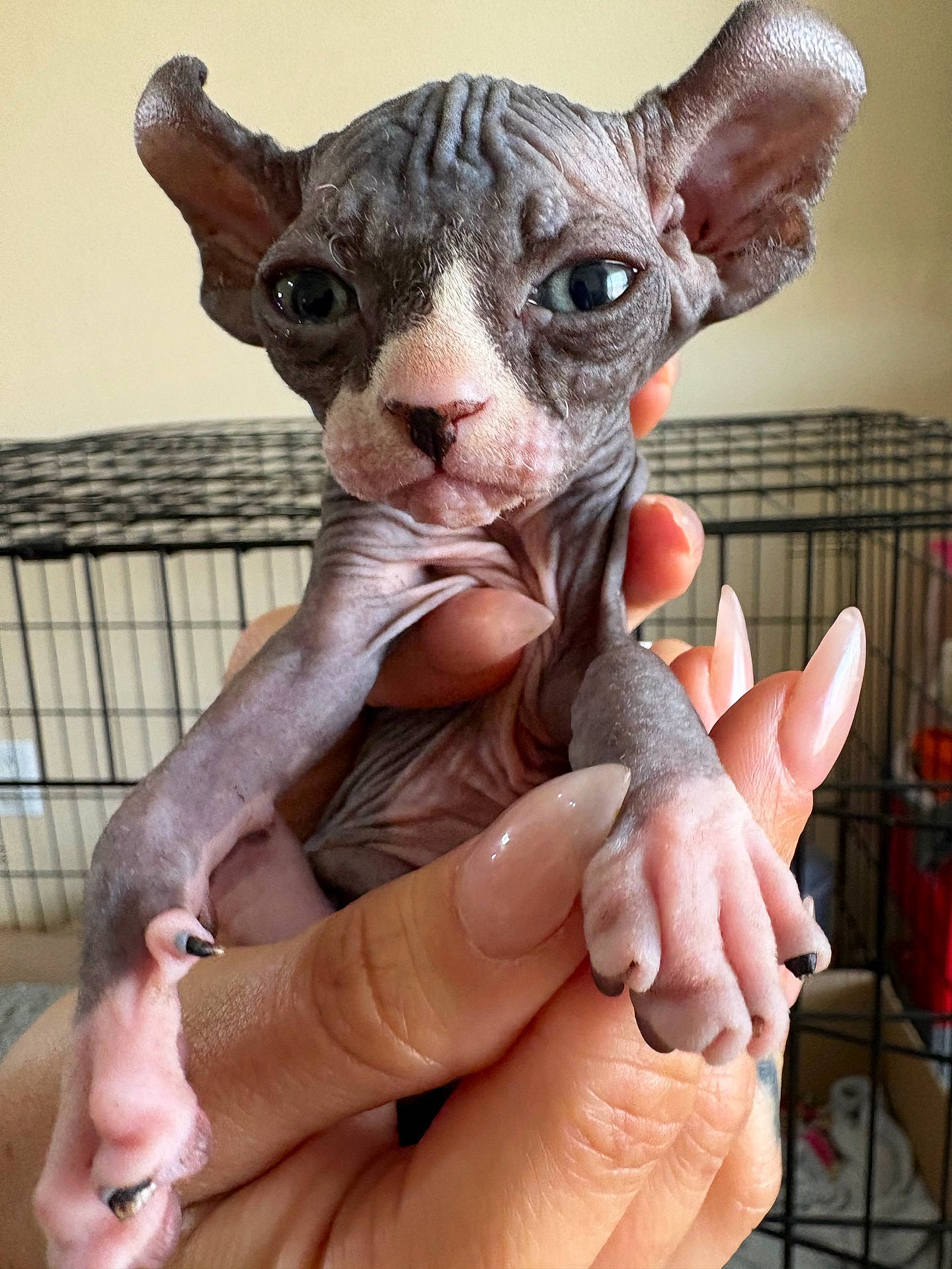 Suki joined the competition — help win amazing prizes! animal, cage, closeup, cute, eyes, feline, fingers, hairless, hand, indoor, kitten, manicured_nails, nails, person, pet, pink, portrait, sphynx_cat, wrinkled_skin, young