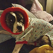 Pippi Longstocking joined the competition — help win amazing prizes! dog, pet, bed, pillow, blanket, pajamas, costume, collar, fur, muzzle, eye_contact, indoors, cozy, sleepwear, pattern, bedding, lying_down, closeup, night, cute