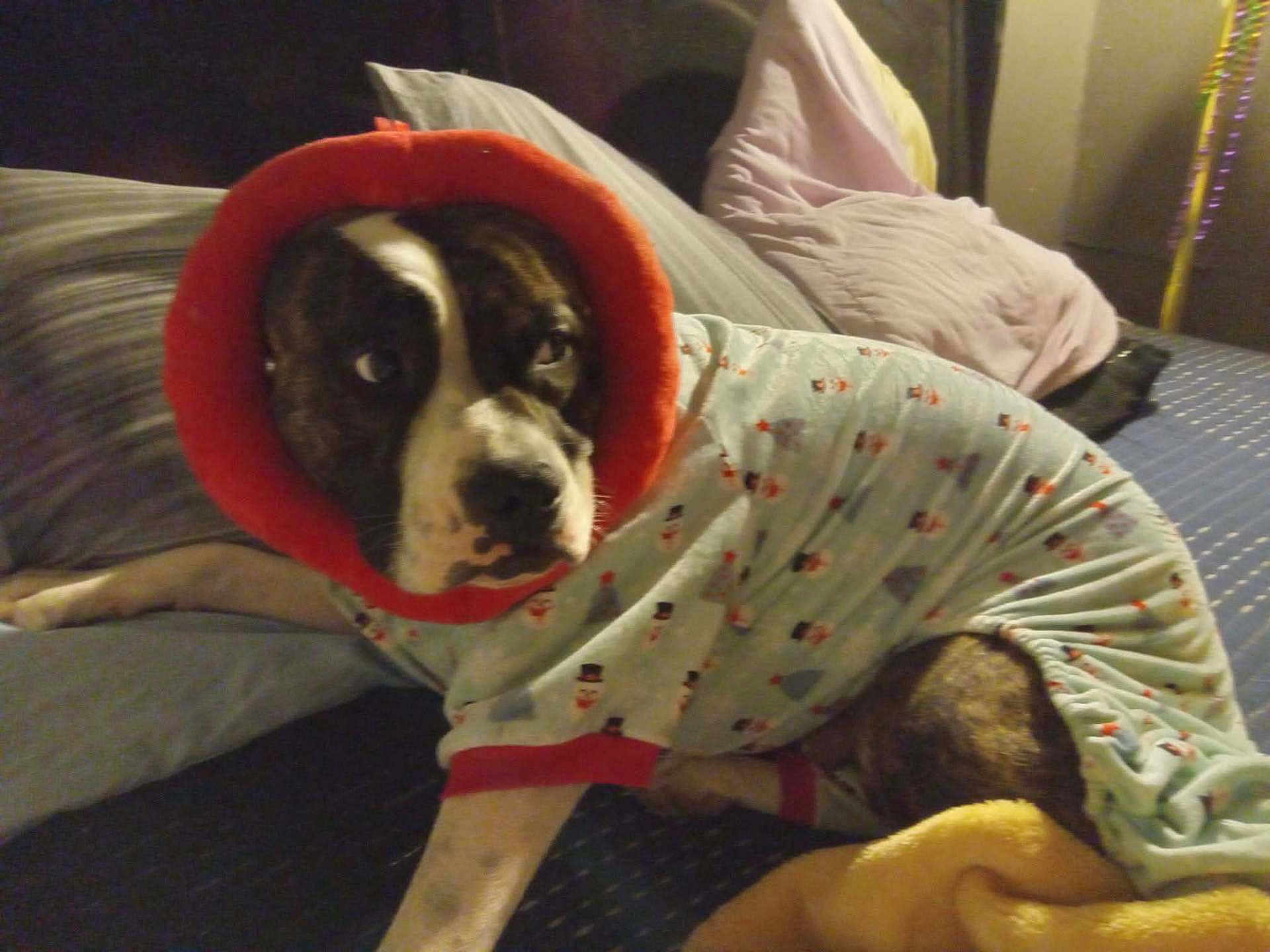 Pippi Longstocking joined the competition — help win amazing prizes! dog, pet, bed, pillow, blanket, pajamas, costume, collar, fur, muzzle, eye_contact, indoors, cozy, sleepwear, pattern, bedding, lying_down, closeup, night, cute