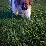 Rocky is registered to the contest to win money with this photo: puppy, dog, grass, outdoor, animal, young, fur, nature, pet, canine, walking, yard, evening, cute, small, mammal, adorable, playful, domestic, blurred_background