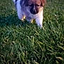 puppy, dog, grass, outdoor, animal, young, fur, nature, pet, canine, walking, yard, evening, cute, small, mammal, adorable, playful, domestic, blurred_background