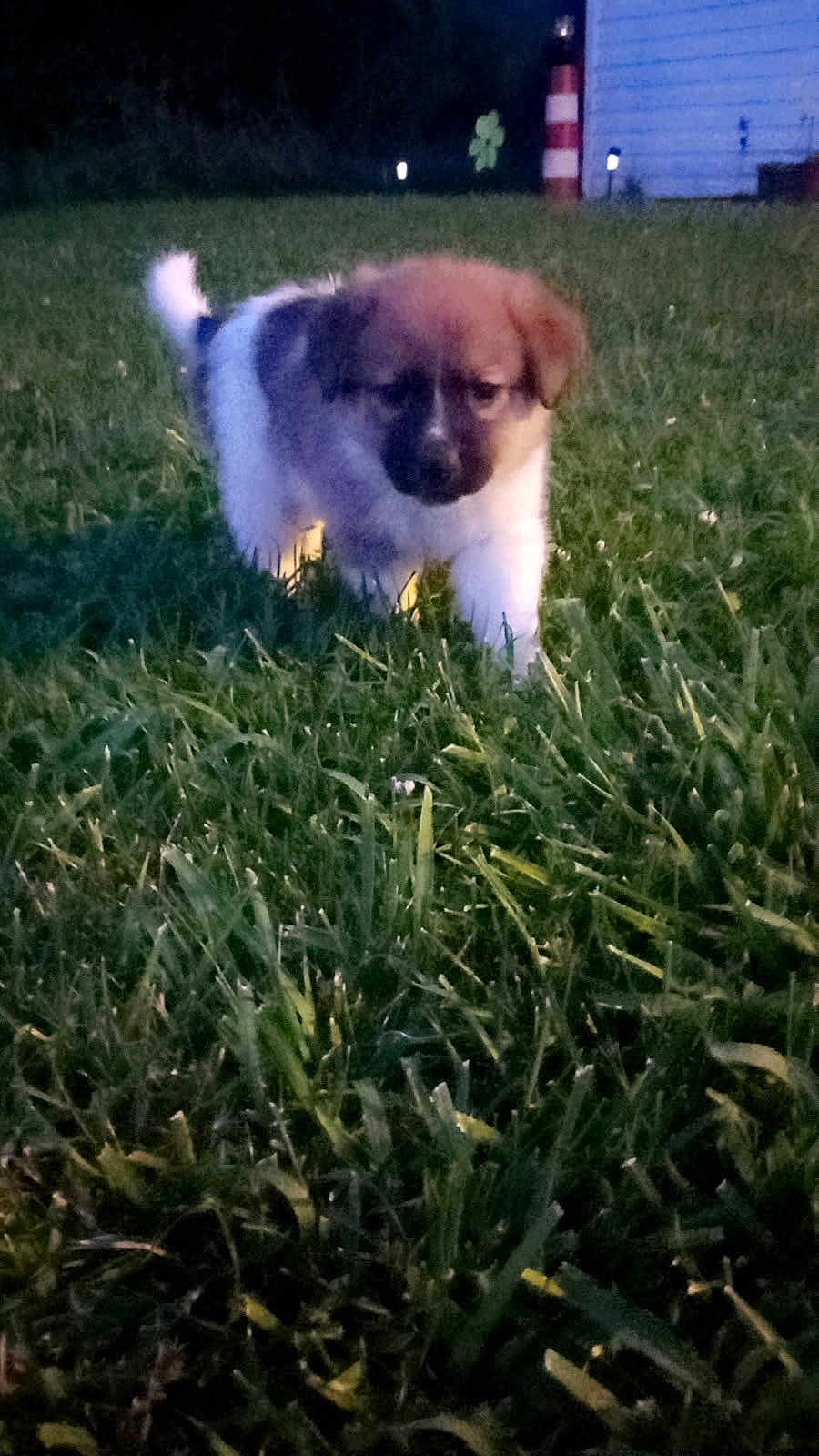 Rocky