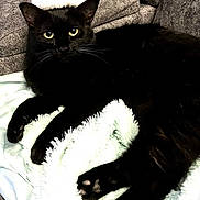 Salem is registered to the contest to win money with this photo: cat, black_cat, santa_hat, christmas, holiday, pet, animal, feline, whiskers, green_eyes, ears, paws, fur, lounging, lying_down, blanket, couch, indoor, portrait, festive