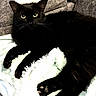 cat, black_cat, santa_hat, christmas, holiday, pet, animal, feline, whiskers, green_eyes, ears, paws, fur, lounging, lying_down, blanket, couch, indoor, portrait, festive