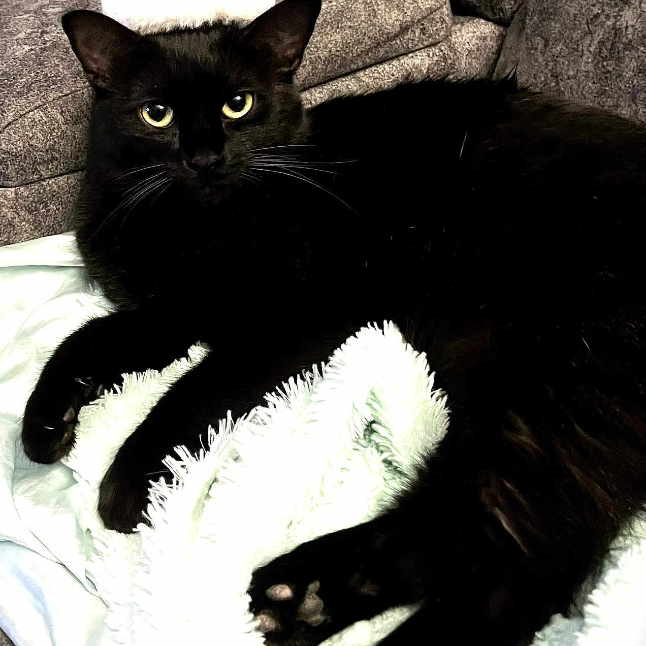 Salem