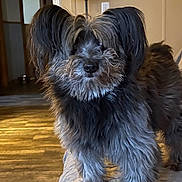 Rodie is registered to the contest to win money with this photo: animal, black_fur, companion, cozy, cushion, dog, door, ears, fluffy, fur, gray_fur, home, indoor, lamp, looking, pet, room, scruffy, standing, wooden_floor