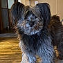 animal, black_fur, companion, cozy, cushion, dog, door, ears, fluffy, fur, gray_fur, home, indoor, lamp, looking, pet, room, scruffy, standing, wooden_floor