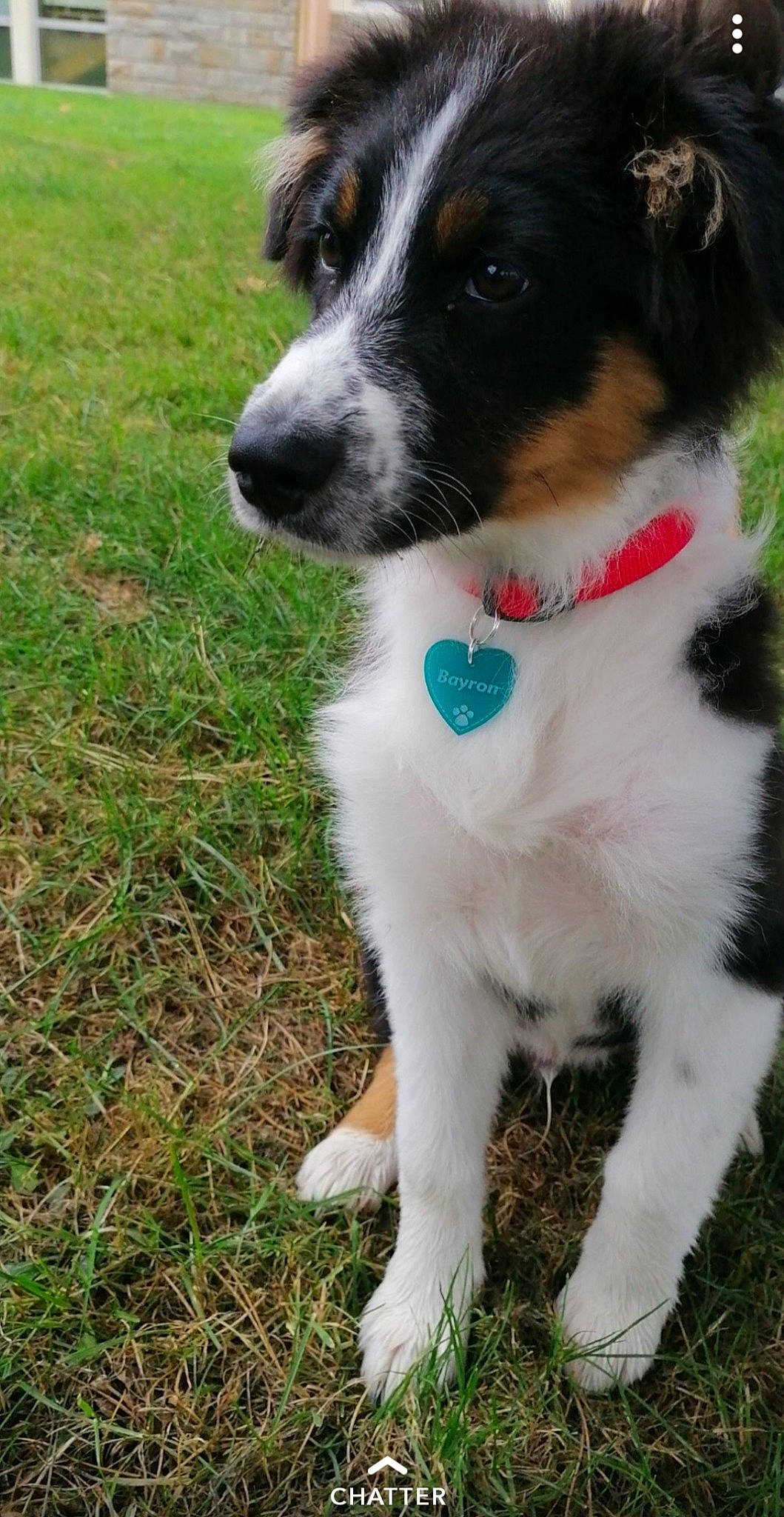 Bayron a rejoint le concours — aidez-le/la à gagner de superbes lots ! australian_collie, australian_shepherd, border_collie, canidae, carnivore, companion_dog, dog, dog_breed, english_shepherd, herding_dog, mammal, miniature_australian_shepherd, rare_breed_dog, smooth_fox_terrier, sporting_group, stabyhoun, texas_heeler, vertebrate, welsh_sheepdog, working_dog